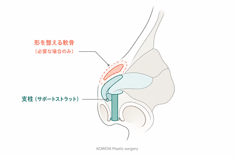 鼻先を支える自家軟骨の構造